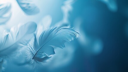 Obraz premium A close-up photo of white feathers floating in a cool, bluish light. The soft textures of the feathers are the focus of the image