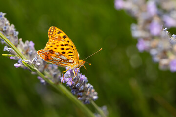 Queen of Spain fritillary. Issoria lathonia. Butterfly. Close up nature. Nature background. 