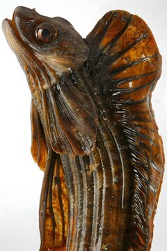 Preserved Armored Searobin Fish Specimen