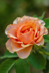 Light orange rose flower close-up macro shot against the background of blurred dark greenish background of garden plants. Flower business, a gift to beloved women, mother, wive.