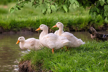 A group of ducks are standing in a grassy area by a body of water.