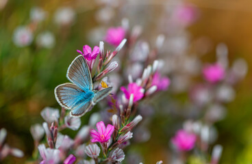 tiny blue butterfly on purple flower, agro butterfly