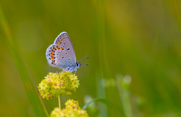tiny blue butterfly on yellow flower, Plebejus idas