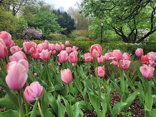 pink tulip field in spring
