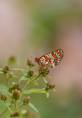 Red butterfly on plant, Caucasian Spotted Fritillary, Melitaea Interrupa