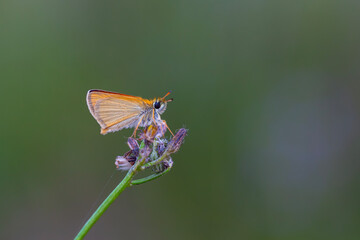 yellowish little butterfly on a purple flower, Thymelicus sylvestris