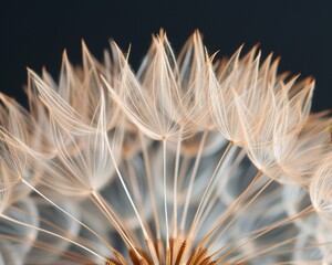 Close-up of a delicate dandelion seed head with a dark background, showcasing the intricate details of the feathery seeds.