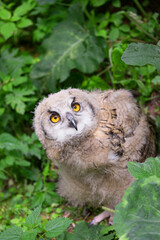 Chick of Eurasian eagle-owl in a green grass (Bubo bubo)