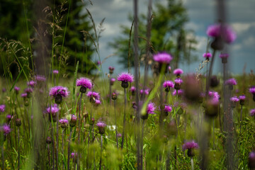 Flowers and meadows in Krusne mountains with sunny fresh color day