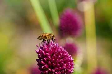 A honeybee is gathering nectar from a blooming purple flower in a beautiful outdoor setting