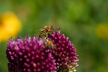 A honeybee is gathering nectar from a blooming purple flower in a beautiful outdoor setting
