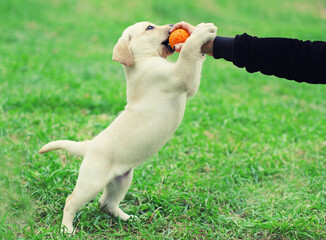 Happy puppy dog Labrador Retriever playing with toy ball, hand owner woman, training in summer park © rohappy