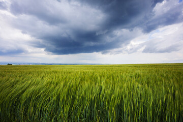 A green field of growing wheat with storm clouds above.