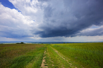 A dirt road leading between fields of green corn and large storm clouds approaching in the background.