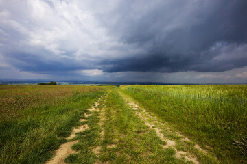 A dirt road leading between fields of green corn and large storm clouds approaching in the background.