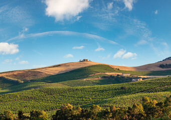 Vineyard on slope. Beautiful landscape of Sicily summer countryside in Italy.