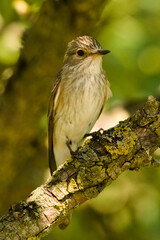 Muchołówka szara, Muscicapa striata
