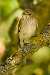 Muchołówka szara, Muscicapa striata
