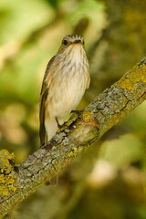 Muchołówka szara, Muscicapa striata