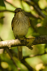 Muchołówka szara, Muscicapa striata
