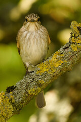 Muchołówka szara, Muscicapa striata
