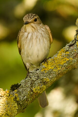 Muchołówka szara, Muscicapa striata