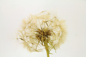 Flight seeds of oat root