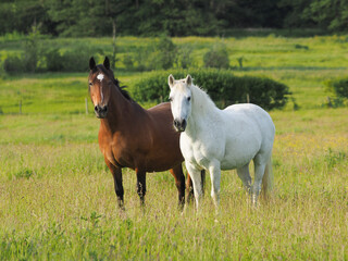 Two Older Horses
