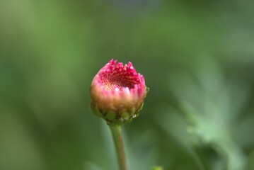 flower, nature, plant, red, fruit, garden, berry, summer, macro, strawberry, wild, food, flowers, spring, flora, leaf, closeup, ripe, color, sweet, floral, bloom, fritillaria, blossom, forest