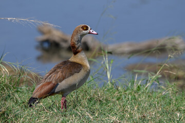 country goose standing on the grass