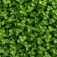 Obraz premium Many fresh lemon balm leaves texture background, fragrant spices pattern, Melissa officinalis mockup