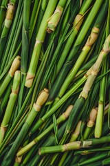 Fototapeta premium Lemongrass texture background, cymbopogon pattern, barbed wire grass banner, silky heads or oily heads