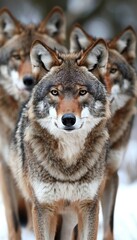 Obraz premium Group of untamed wild coyotes or wolves gathered in the pristine natural wilderness
