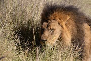 Sabana hideout of the king feline