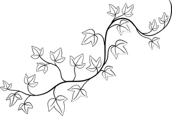ivy plant drawing illustraivy plant drawing illustration.tion.