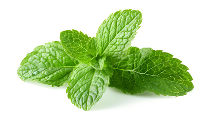 Fresh mint leaves isolated on white