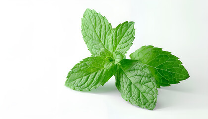 Fresh mint leaves isolated on white