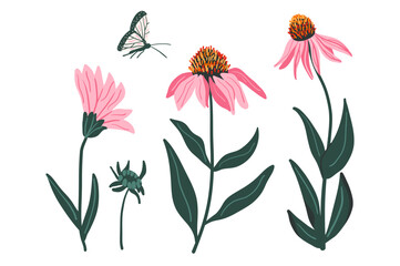 Coneflower purple flowers set isolated on white background. Echinacea Purpurea wildflowers collection. Vector hand drawn illustration.
