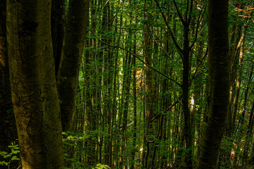 grown green trees in the forest in summer
