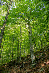 Obraz premium grown green trees in the forest in summer