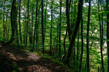 forest path in the forest under grown green trees