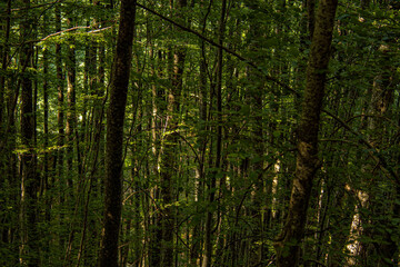 Obraz premium grown green trees in the forest in summer