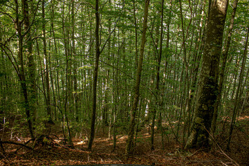 Naklejka premium grown green trees in the forest in summer