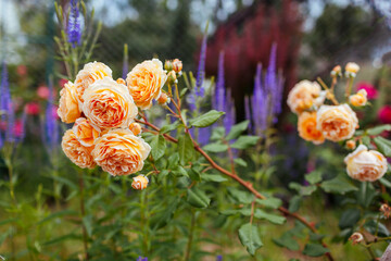 Crown Princess Margareta rose blooming in summer garden. Orange multi-petal flowers grow on shrub...