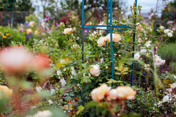 English Wollerton Old Hall Rose blooming in summer garden. Creamy flowers grow on obelisk. Austin...