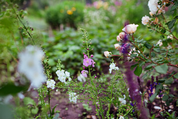 Pink and white verbascum flowers blooming in summer garden by roses and salvia. Perennial plants...