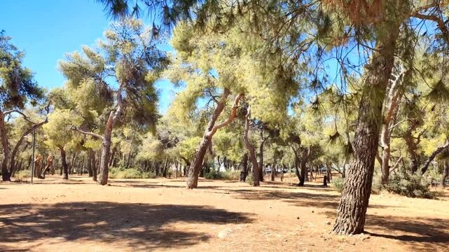 Lush pine forest, nature wallpaper. Video of a lush pine grove in Ethnikis Antistaseos park, on the upmarket residential suburb of Psychiko in Attica, Greece.