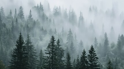 Dense forest landscape blanketed by misty fog, trees in background.