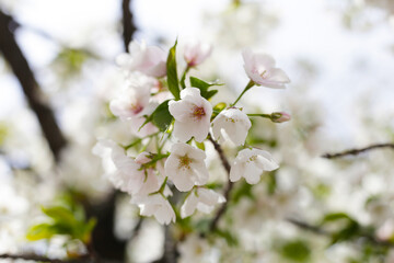 Branches of sakura flowers, cherry blossom