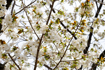 Branches of sakura flowers, cherry blossom
